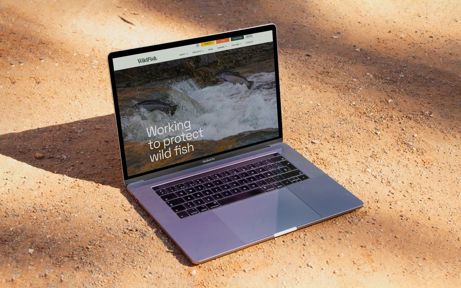 WildFish | Website Design | Steve Edge Design
