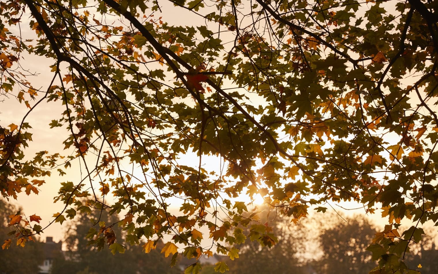 The Otto | Property Branding | Real Estate Branding | Steve Edge Design