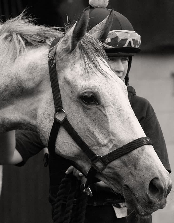 O'Neill Racing | Racehorse Trainer Branding & Web Design | Steve Edge Design